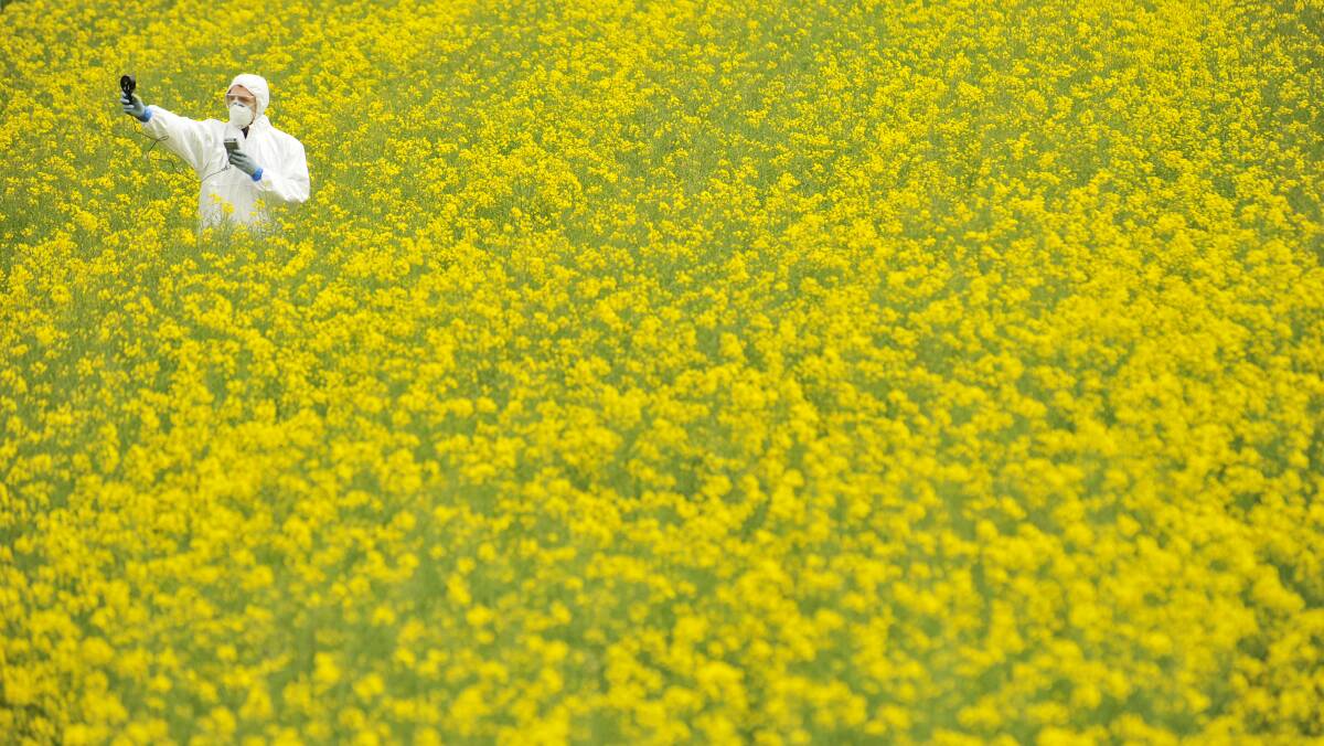 Anti-GM activist in a field of genetically modified canola. Picture: Jason South