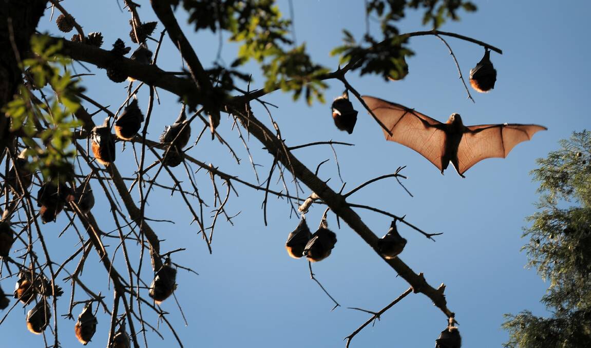 The flying-foxes in Commonwealth Park in 2010. Picture: Andrew Sheargold.