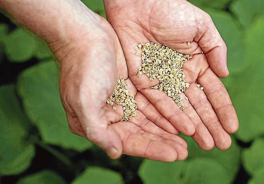 Seed saving links you directly to the earth, with no garden centres or commercial transactions, just you, the soil and the seeds. Picture: Steven Siewert.