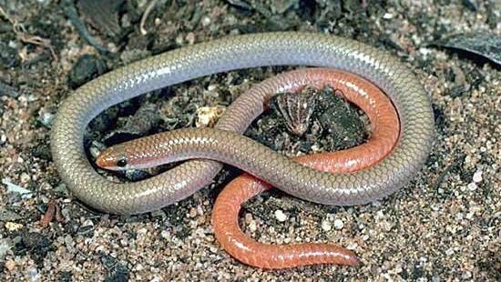 The pink tailed worm lizard, aka the pink tailed legless lizard, a vulnerable species in the ACT. Picture: Supplied