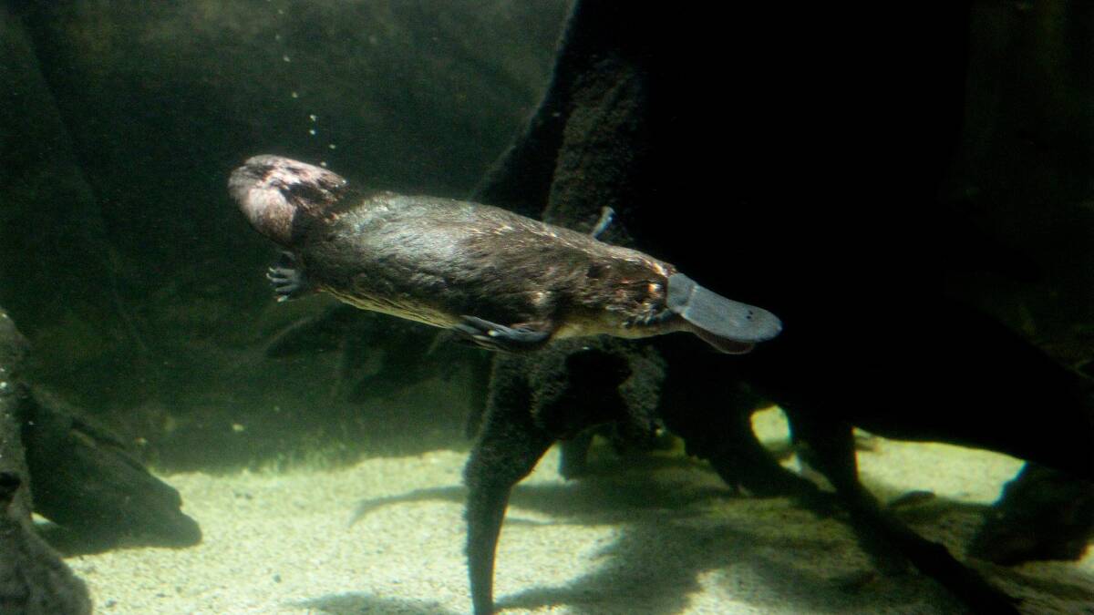 There are concerns about Canberra's platypus population with a drier than average July meaning less food for the mammal, which may give up breeding this year entirely. Picture Dallas Kilponen