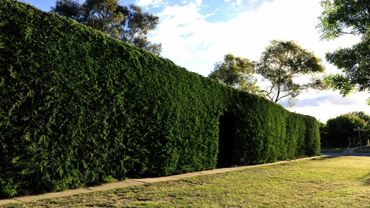 The Chapman Street Hedge in Braddon that took over the footpath, pictured in November 2012. Picture: Jay Cronan