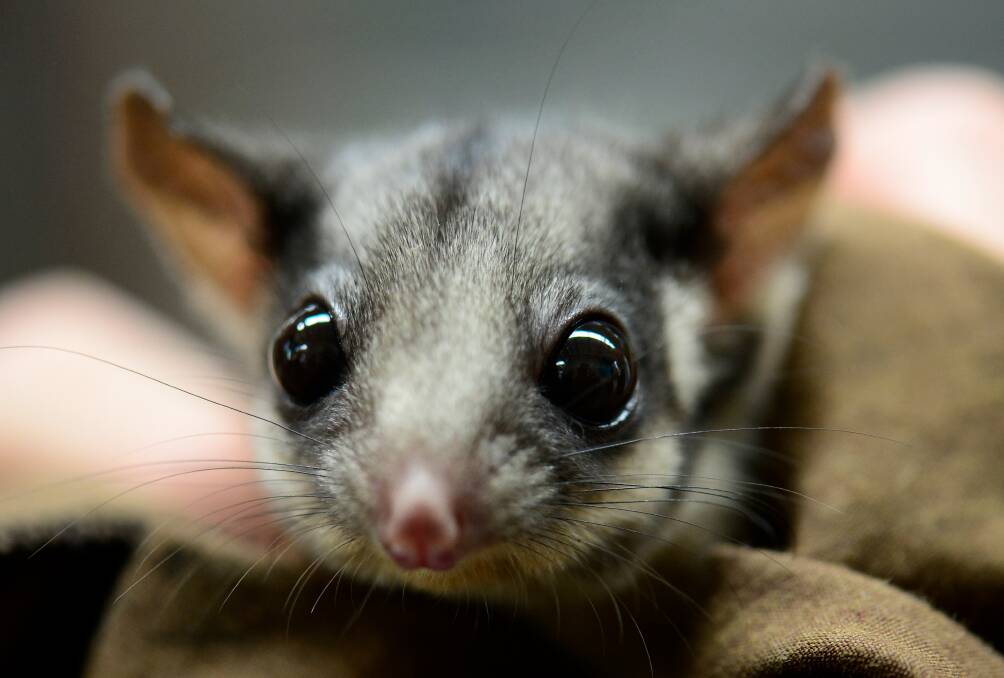 Leadbeater's possums could be extinct within 30 years. Picture: Justin McManus
