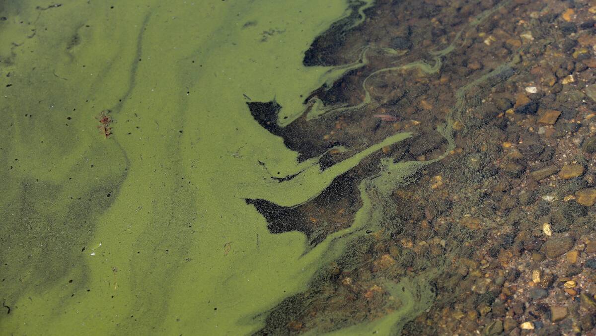Blue-green algae in Lake Burley Griffin is a problem that needs urgent attention.
Picture: Jeffrey Chan