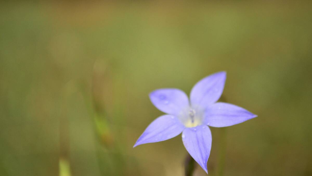 The ACT's floral emblem the Royal Bluebell in flower at Tidbinbilla Nature Reserve. Picture: Gary Schaefer.