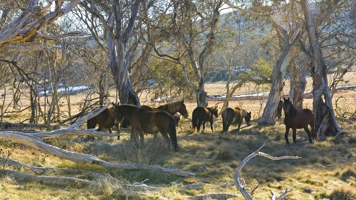 Wild horses in Kosciuszko National Park. Picture: Stuart Cohen, NSW Office of Environment and Heritage