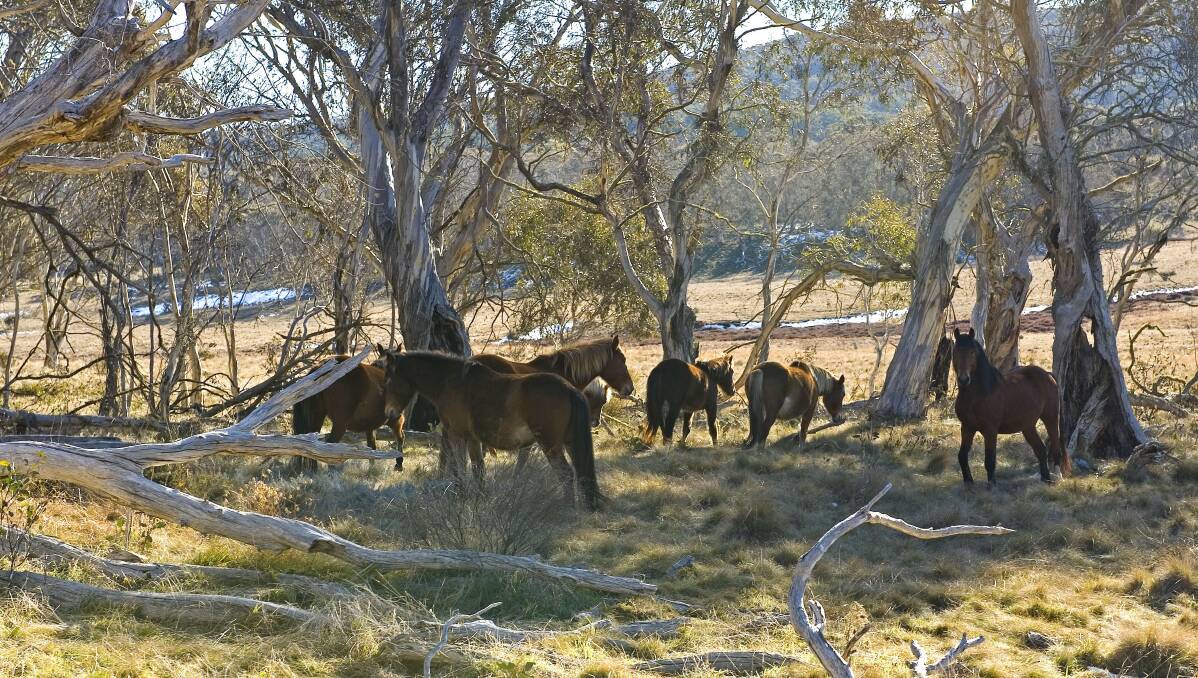 Wild horses in Kosciuszko National Park. Picture: Stuart Cohen, NSW Office of Environment and Heritage