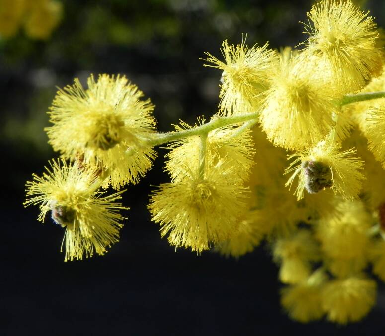 Golden Wattle is the national floral emblem of Australia.