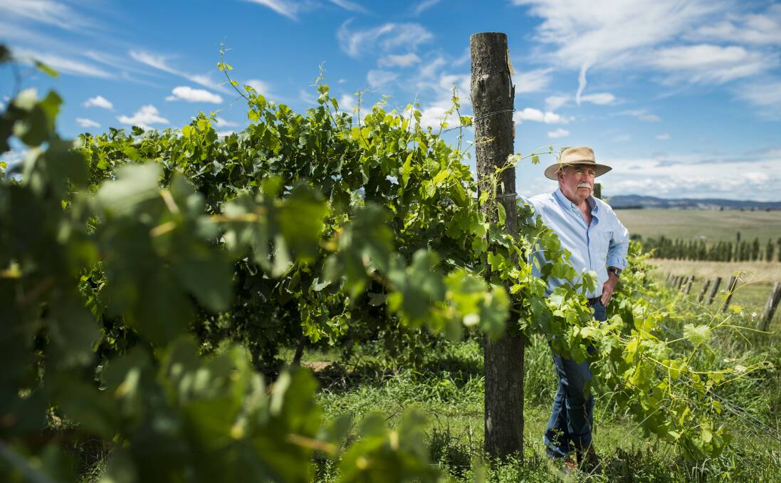 President of the Canberra District Wine Industry Association John Leyshon says it's too early to tell if smoke taint will cause a problem to the region's harvest. Picture: Rohan Thomson