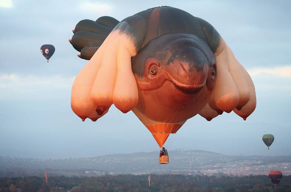 Skywhale over Lake Burley Griffin for the Canberra Balloon Spectacular in Canberra on Friday 14 March 2014.
Picture: Alex Ellinghausen
