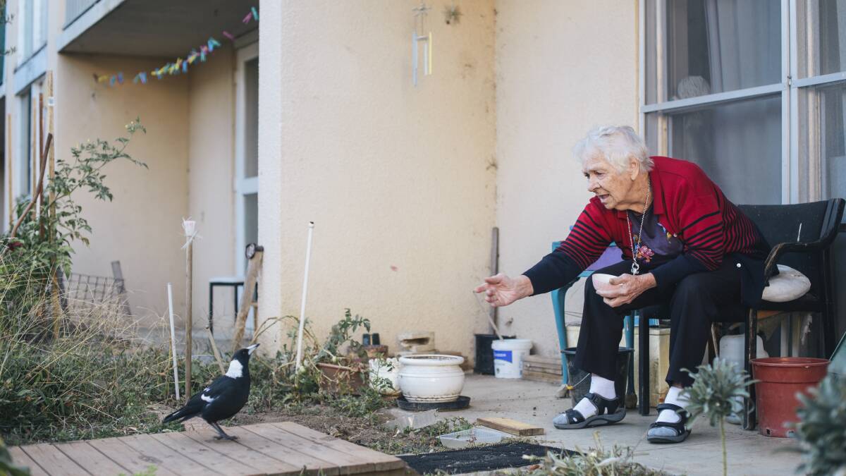 Owen Flats resident, Laurel Dakin, feeds the magpies outside her public housing flat in 2015. The flat was expected to be bulldozed as part of the Northbourne corridor and light rail plan. Photo: Rohan Thomson