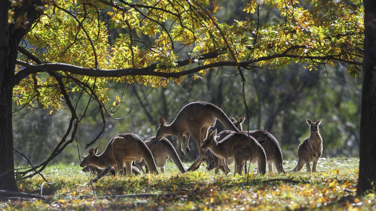 About 4000 kangaroos will be shot as part of a cull in the ACT. Picture: Graham Tidy
