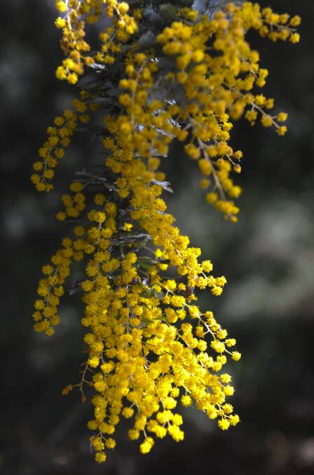 Don't blame the wattle if you sniffle or you sneeze. Picture: Graham Tidy