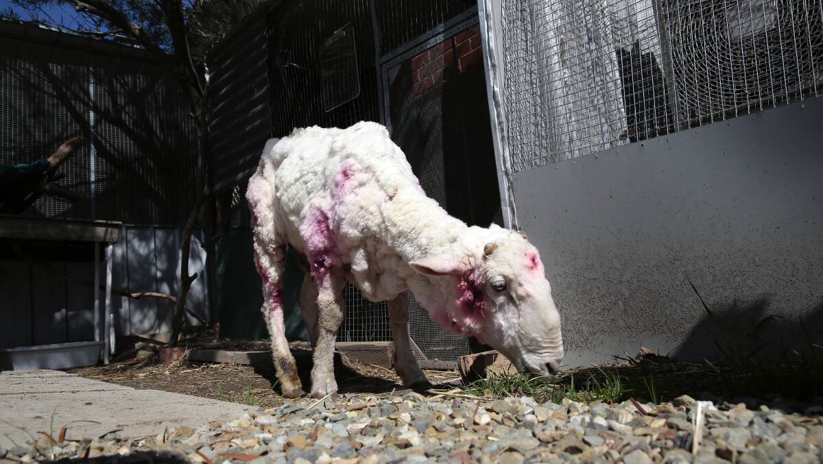 Chris the Sheep after his shearing operation. Picture: Jeffrey Chan