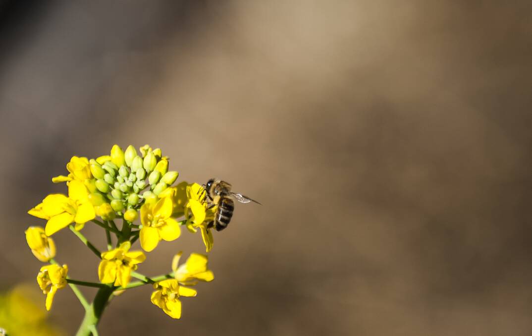 World Bee Day is on Monday. Picture: Elesa Kurtz