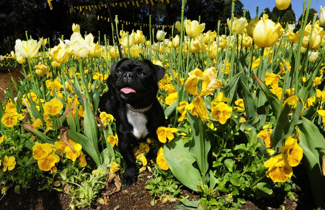 Floriade's Dogs' Day Out is on this weekend. Picture: Melissa Adams