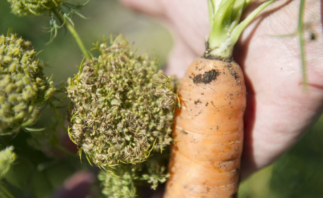 Self-sow veg like carrots by staking up a few seed heads, then leave them to supply the seed for next year. Picture: Jay Cronan