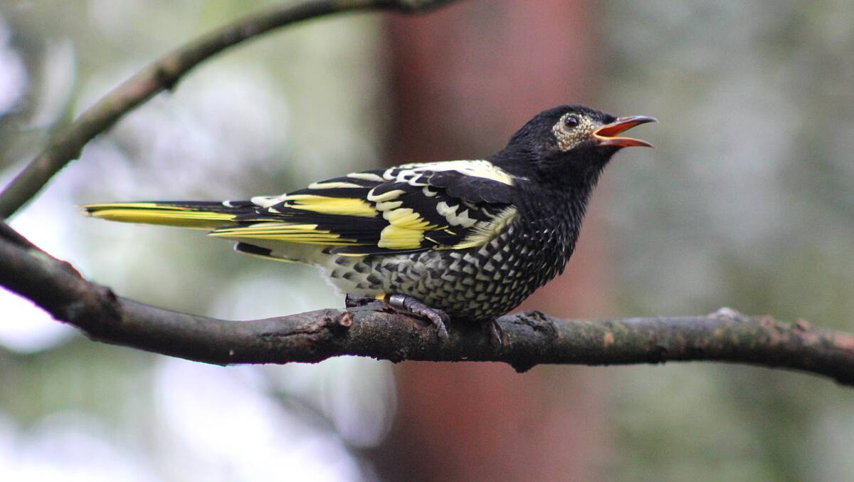 The regent honeyeater is among 17 bird species deemed by the federal government to be critically endangered in Australia. Picture: Paul Fahy