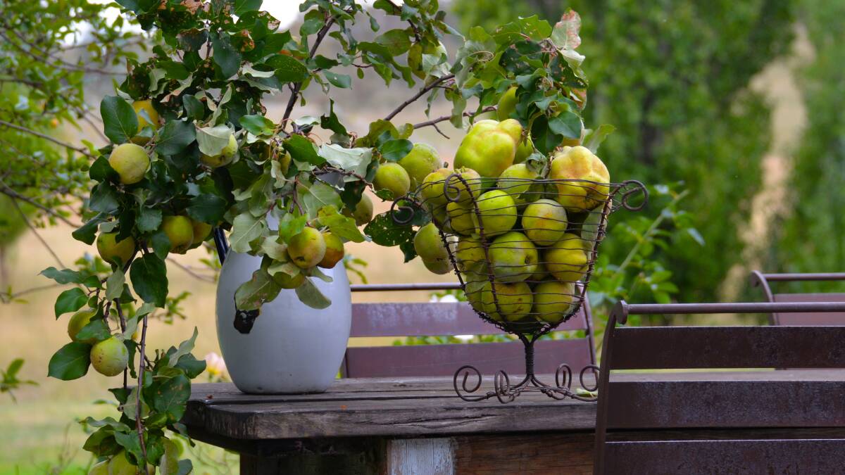 Champion and Smyrna are the main commercially grown quinces in Australia but specialist fruit nurseries will sell many other varieties.