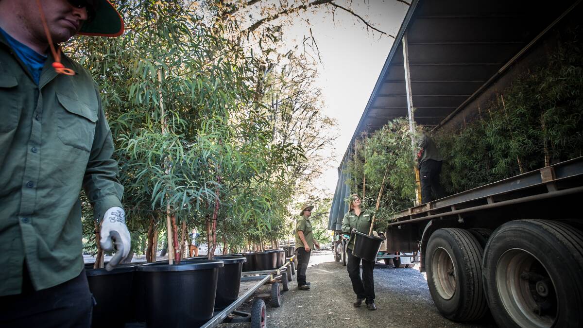 The Northbourne Avenue eucalypt trees were delivered to the Yarralumla Nursery in 2016. Picture: Karleen Minney.
