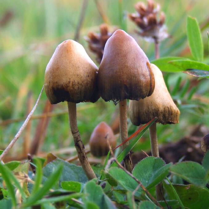 The benefit of Psilocybin - the active component found in magic mushrooms - is being studied for the treatment of depression. Picture: supplied