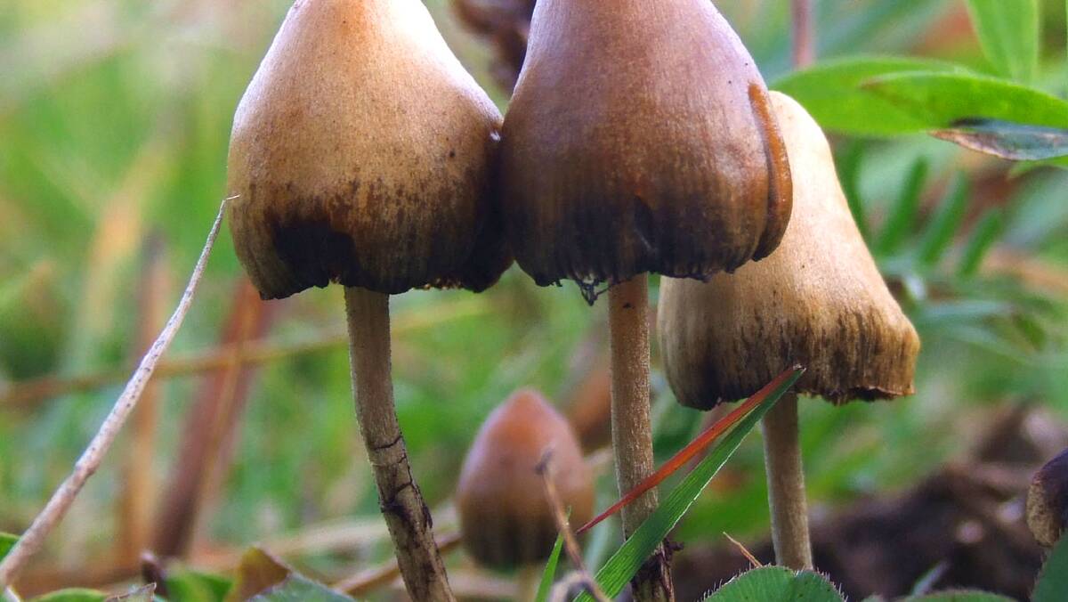 Psilocybin from 'magic mushrooms' has been used to treat depression. Photo: supplied