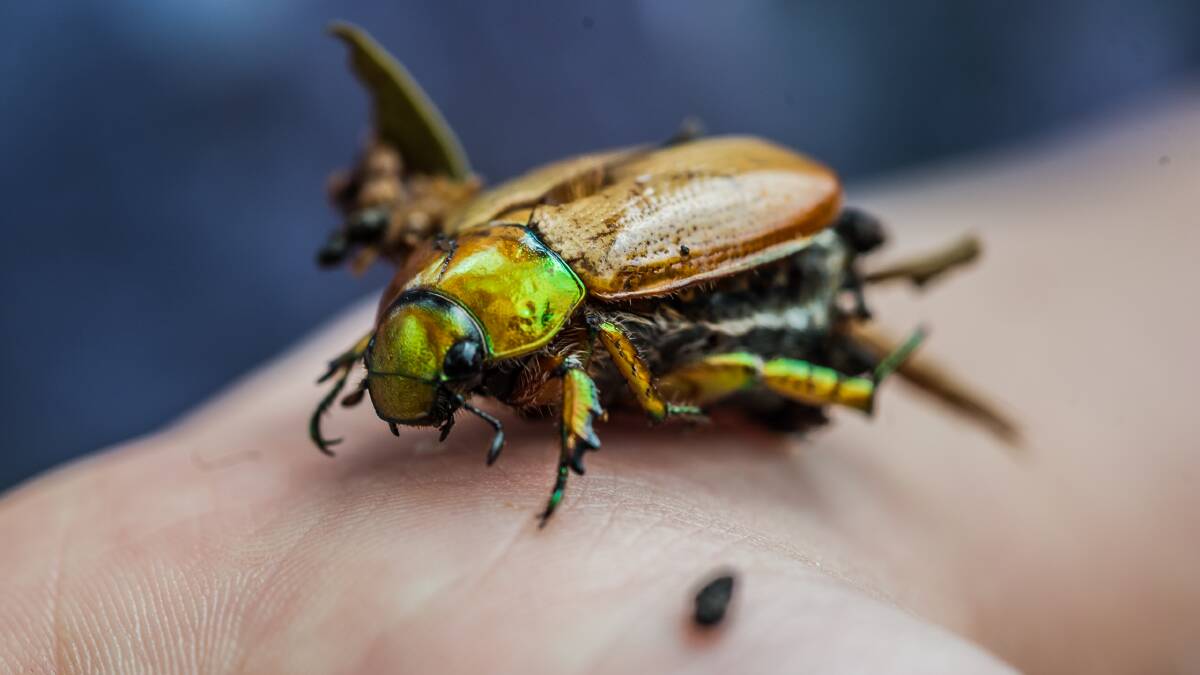 Drought conditions and severe bushfires have led to a decline in Christmas beetle numbers this year in Canberra. Picture: Karleen Minney