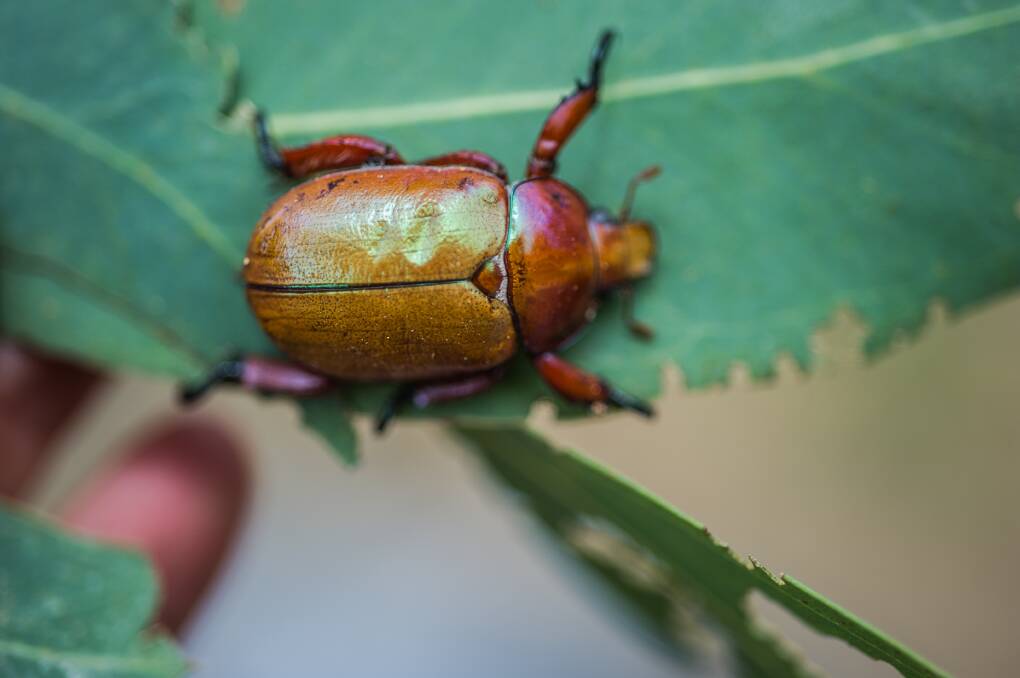 Christmas beetle. Picture: Karleen Minney