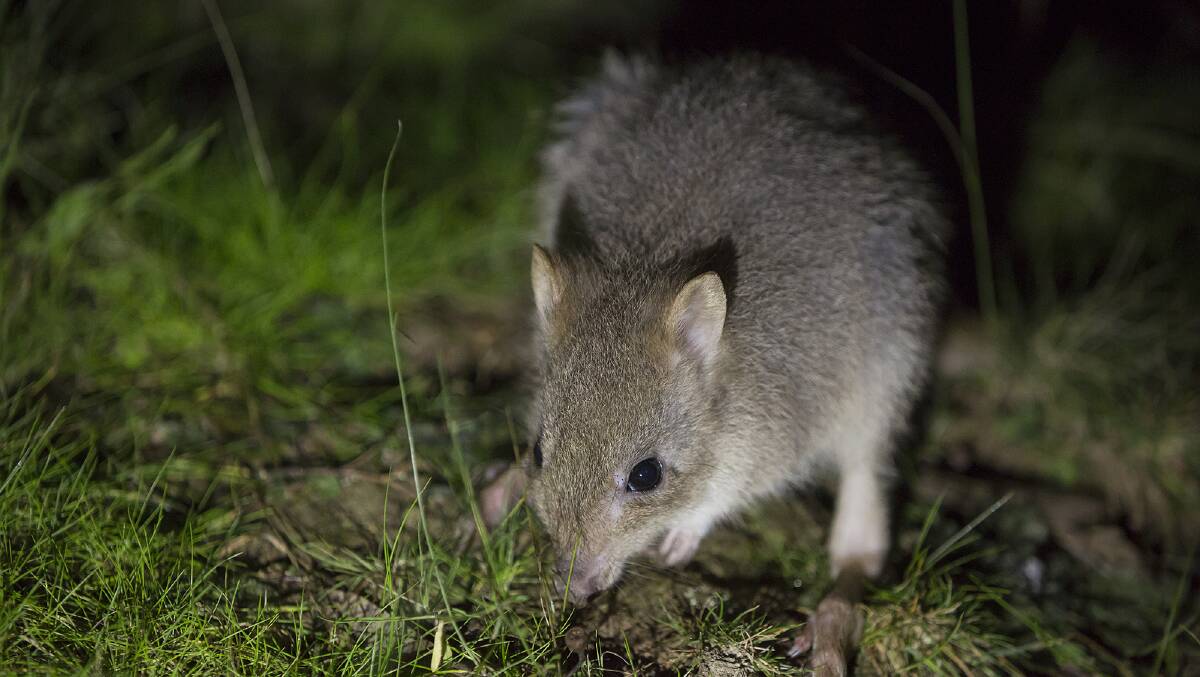 Eastern bettongs from five regions in the Tasmanian wild had been sourced in 2011 and 2012 to be brought to Mulligans Flat and Tidbinbilla. Photo: Supplied