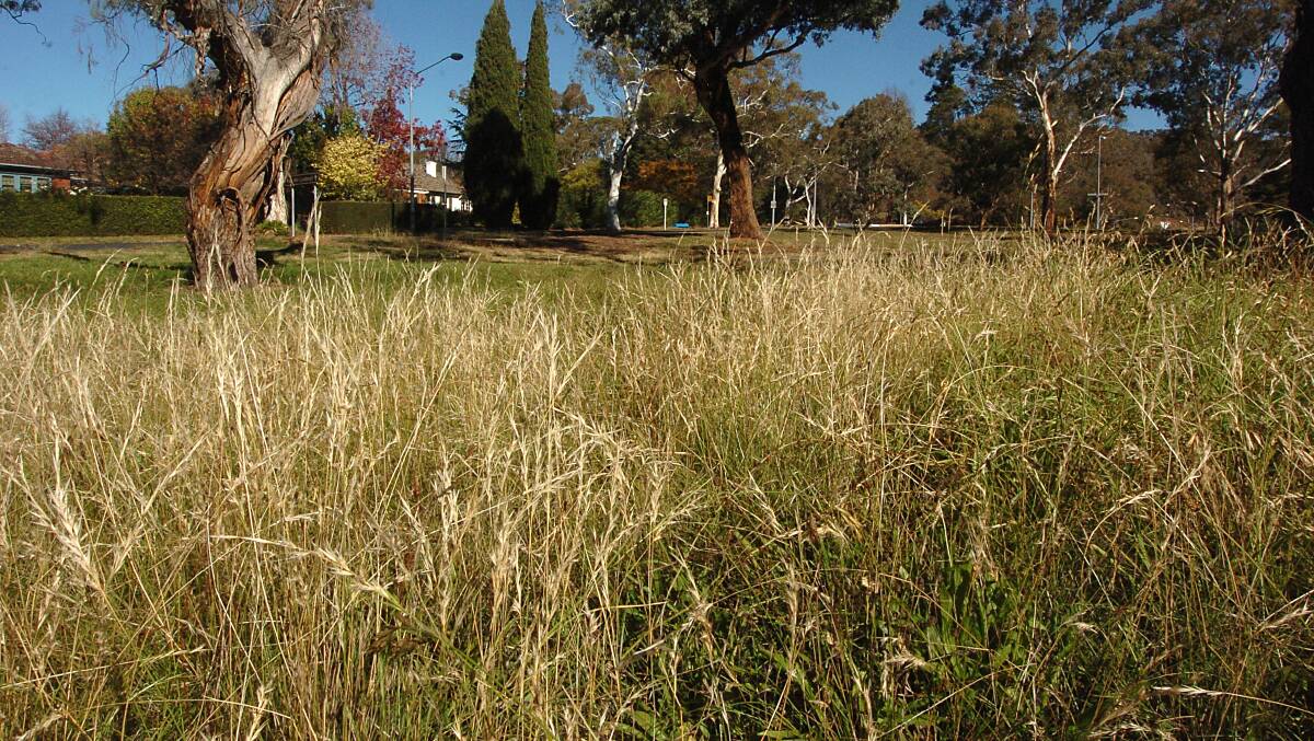 More needs to be done to keep the grass down in Canberra's public areas.
Picture: Gary Schafer