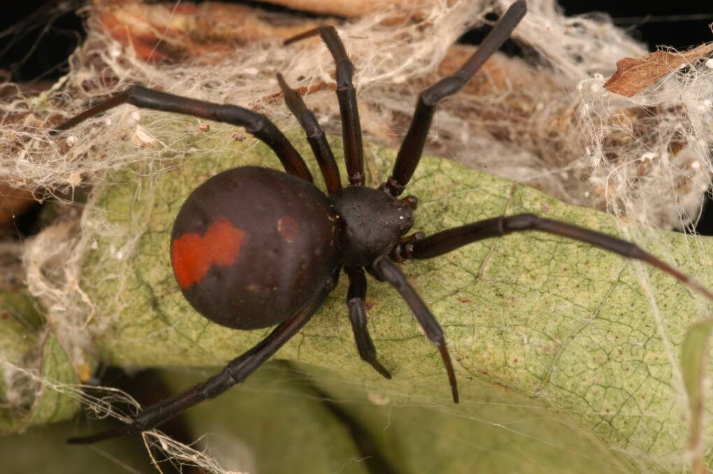 A redback spider. 