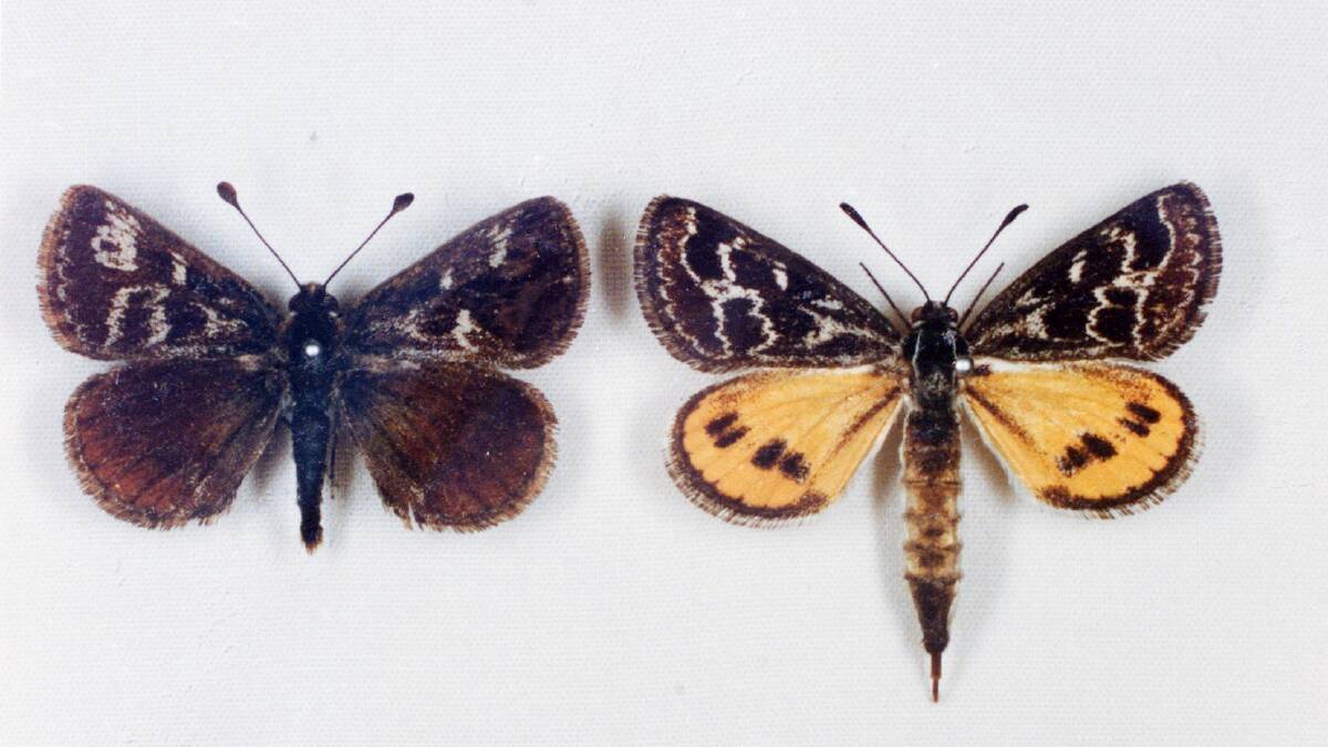 A total of 38 golden sun moths were observed at the City Hill, which is set to be redeveloped in the coming years.