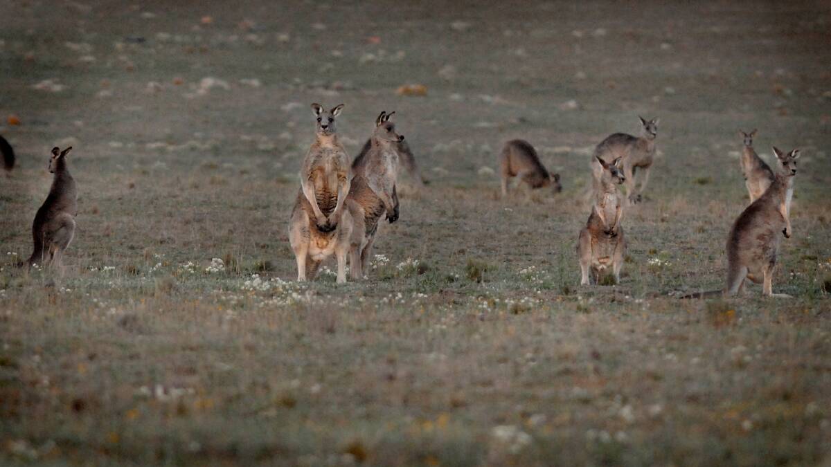 Kangaroos off Majura Road. Picture: Melissa Adams