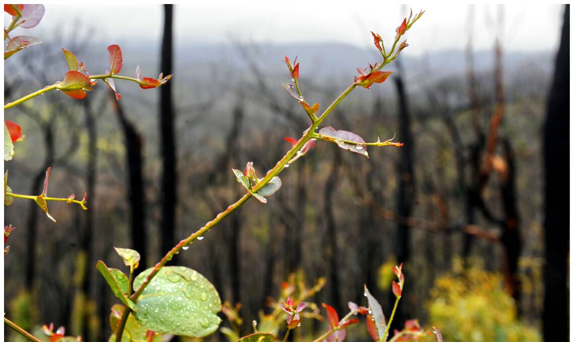 Even the most unlikely plants can send out shoots after a bushfire. Picture: Craig Abraham