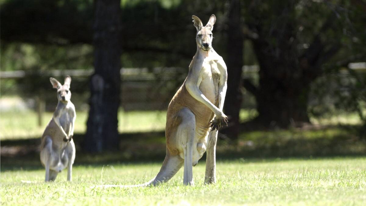 Kangaroos make up 96 per cent of animal collisions. Picture: Graham Tidy