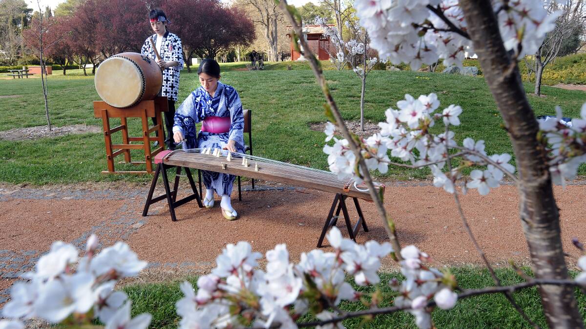 Preparations for the Nara Festival among the park's cherry blossoms. Picture: Gary Schafer. 