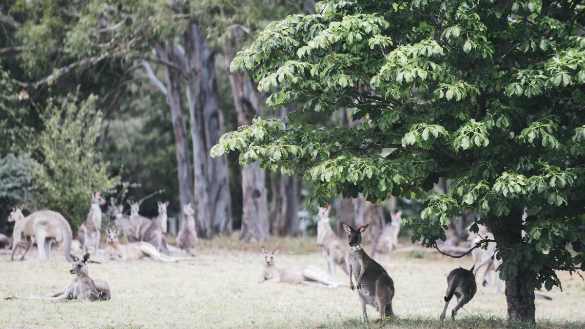 Weston Park is a hit with the kangaroos despite barbecue issues. Picture: Rohan Thompson.