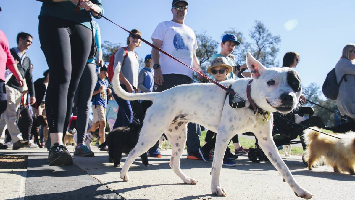 The RSPCA Million Paws walk is on Sunday morning. Picture: Rohan Thomson