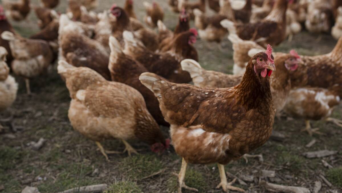 Is your chicken really free-range? Picture: Jamila Toderas