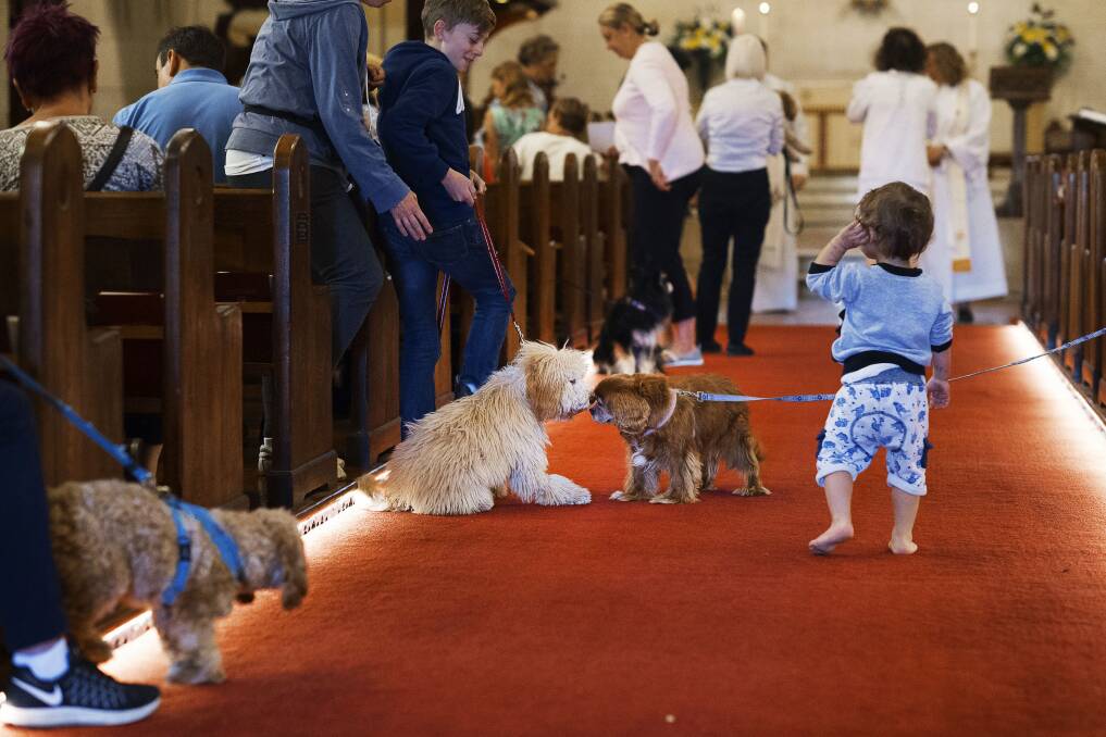 Blessing of the animals. Picture: Christopher Pearce/Fairfax Media.