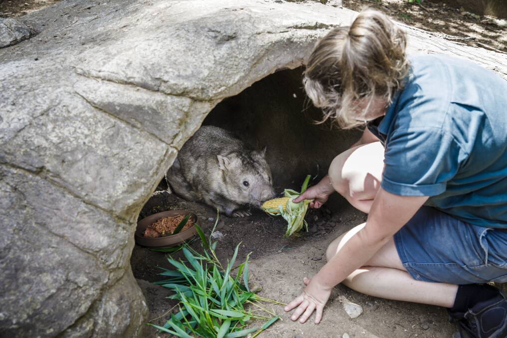 The National Zoo and Aquarium's Dr Danielle Johinke hands Winnie the common wombat her favourite treat on her 31st birthday in 2017. Photo: Sitthixay Ditthavong