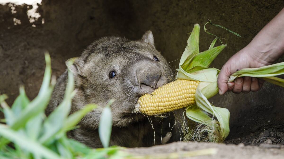 The National Zoo and Aquarium's Dr Danielle Johinke hands Winnie the common wombat her favourite treat on her 31st birthday - an ear of corn. Photo: Sitthixay Ditthavong