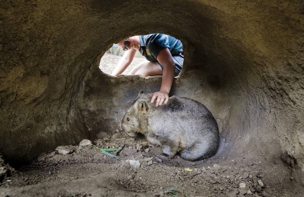 Winnie the Wombat at the National Zoo and Aquarium. Photo: Sitthixay Ditthavong