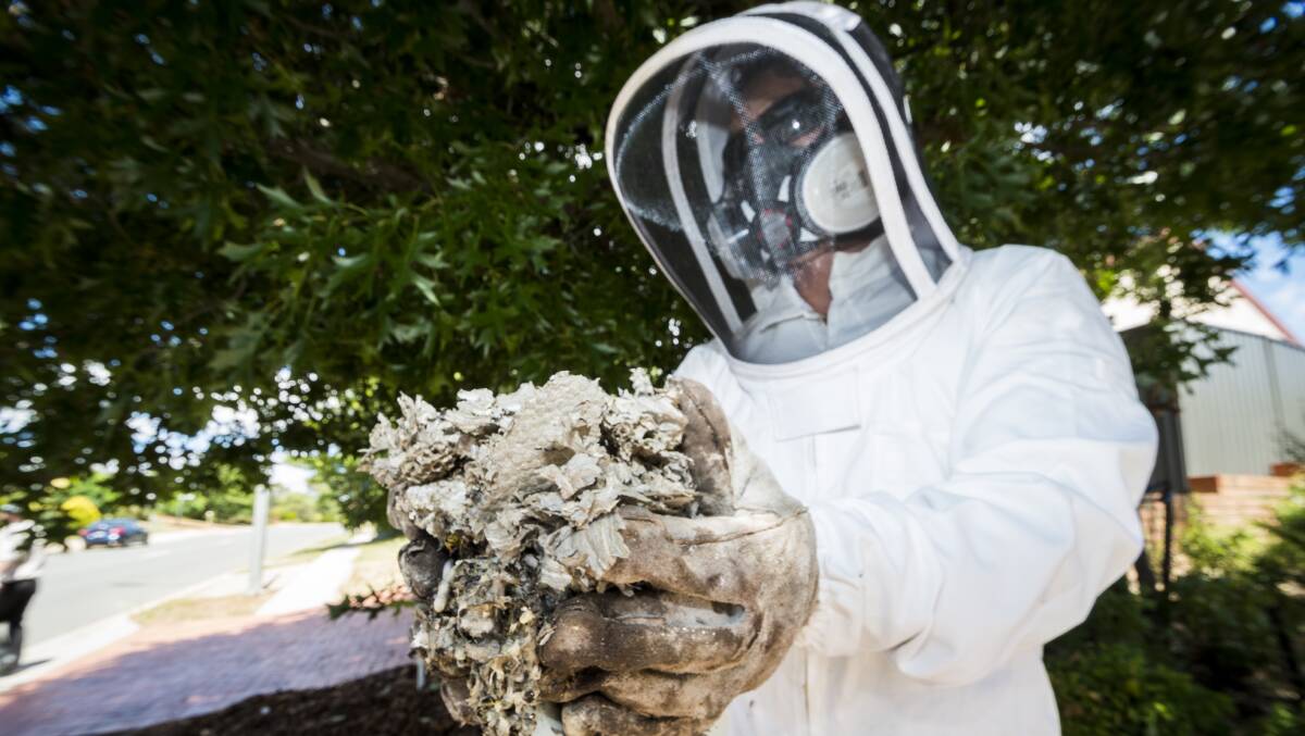 ACT government pest controls officer Jim Beriesheff removes a wasp nest from a Palmerston property in 2018. Picture: Dion Georgopoulos