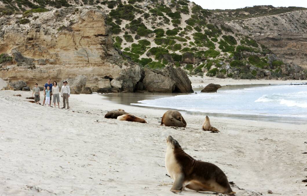 Despite its name, seals and sea lions outnumber kangaroos on the island. Picture: Supplied
