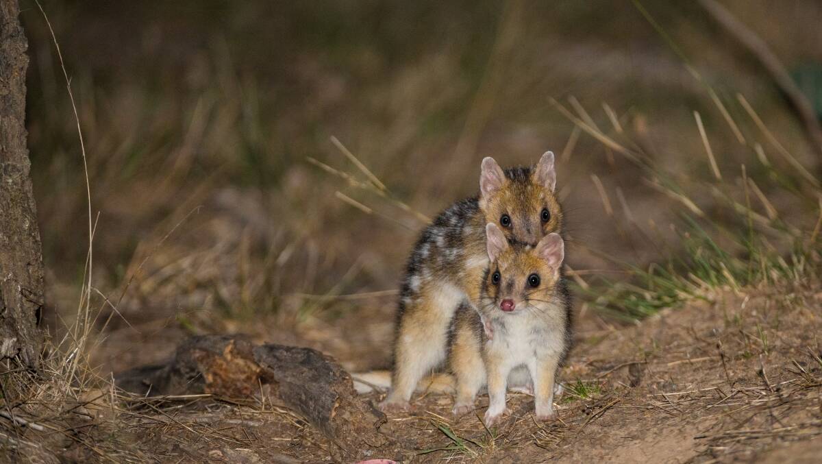Carnivorous eastern quolls, which were reintroduced to Mulligans Flat in 2016. They can eat baby or even adult bettongs, but prefer smaller mammals, insects, reptiles and frogs. Picture: Supplied