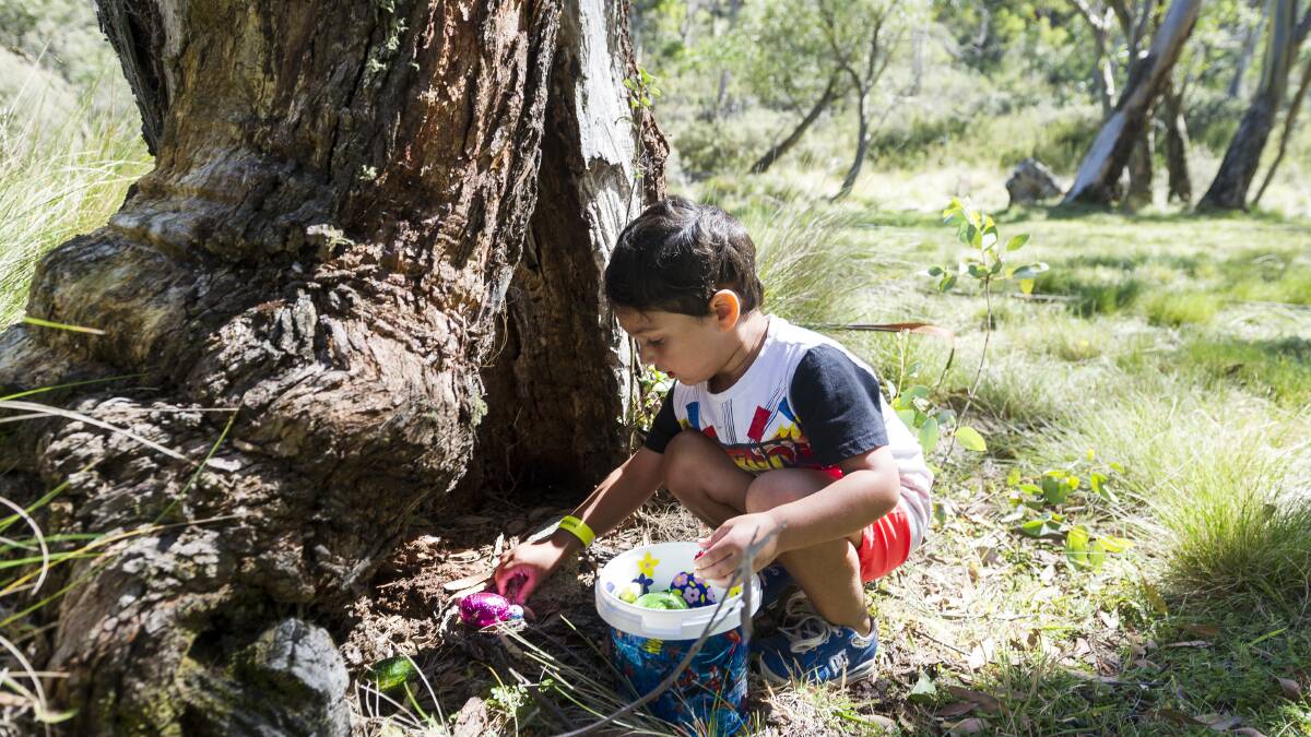 The Great Corin Forest Easter Egg Hunt of 2018. Alexander Nagaiya 3 found chocolate eggs under a tree. Photo: Dion Georgopoulos