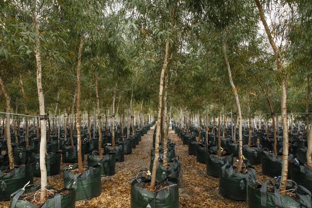 About 4000 trees will be planted in Canberra to keep people employed. Pictured are some of the Eucalyptus mannifera trees grown at Yarralumla Nursery for the light rail route. Photo: Sitthixay Ditthavong