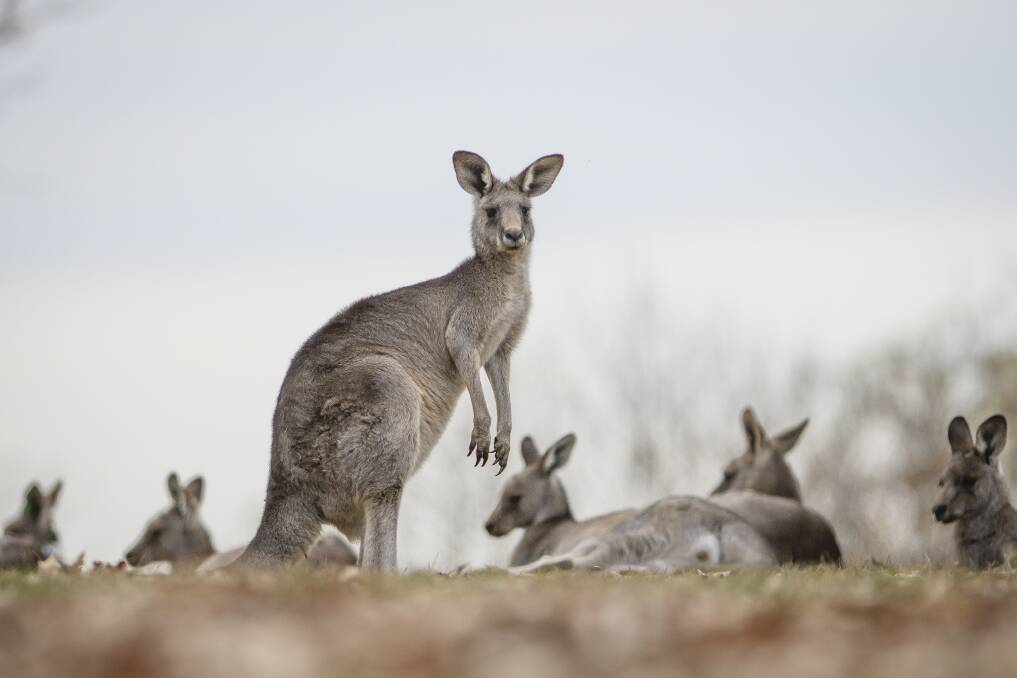 Kangaroos in Yarralumla. Photo: Sitthixay Ditthavong