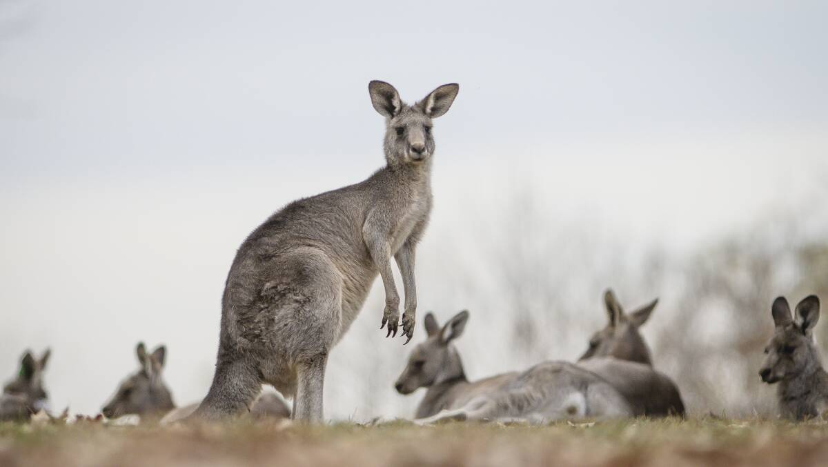Kangaroos in Yarralumla. Picture: Sitthixay Ditthavong